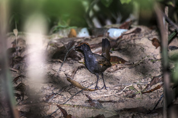 Galinha-do-mato (Formicarius colma) | Rufous-capped Antthrush photographed in Linhares, Espírito Santo - Southeast of Brazil. Atlantic Forest Biome.