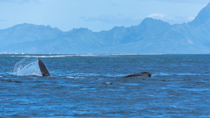 Fototapeta premium Humpback whale swimming in the Pacific Ocean in front of the island of Moorea 