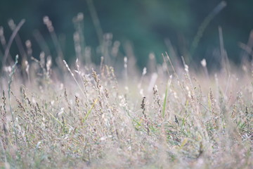 Wiese im Sp&auml;tsommer