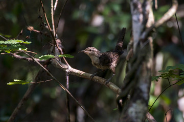 Catatau (Campylorhynchus turdinus) | Thrush-like Wren photographed in Linhares, Espírito Santo - Southeast of Brazil. Atlantic Forest Biome.