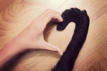 Person's hand and a cat's tail making a heart shape.