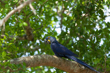 Brazilian Pantanal - Blue Macaw