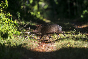 Cateto (Pecari tajacu) | Collared peccary photographed in Linhares, Espírito Santo - Southeast of Brazil. Atlantic Forest Biome.