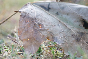 Blatt eines Spitzahorns (Acer platanoides)