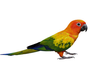 Beautiful yellow parrot bird from head to tail and claws isolated on white background, Sun Conure Parakeet (Aratinga solstitialis)