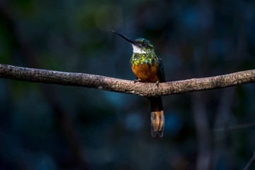 Ariramba-de-cauda-ruiva (Galbula ruficauda) | Rufous-tailed Jacamar photographed in Linhares, Espírito Santo - Southeast of Brazil. Atlantic Forest Biome.