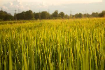 Rice field view before Sunset.