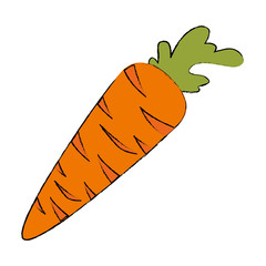 carrots fresh isolated icon