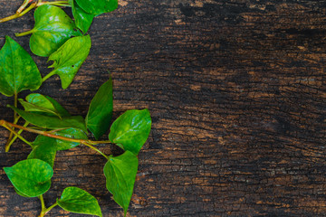 Naklejka premium Houttuynia Cordata Fish plant or Plu Kaow vegetable with fish smell herb asian healthy food