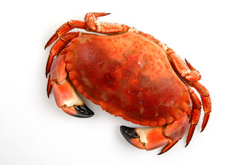 Crab