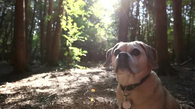 In the forest a dog is sitting and looking towards camera before he walks away.