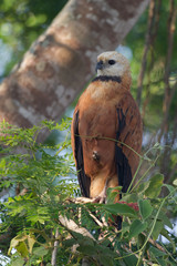 Black-collared hawk