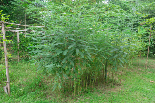 Plant of Humming Bird Sesban Agasta Sesbania grandiflora Agasta Sesban or Dok Kae in Thai
