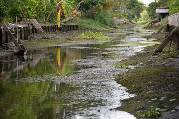 green freshwater algae on canal dry 