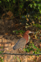 Brazilian Pantanal - Rufescent tiger heron