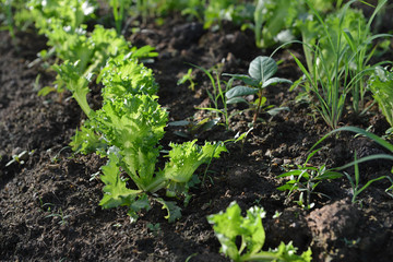 green  frillice iceberg in vegetable garden 