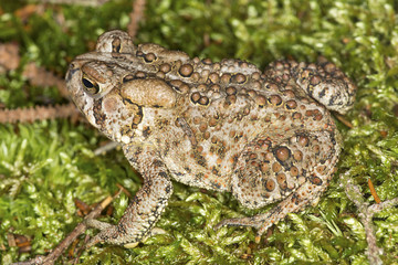 Fowler's toad standing in a New Hampshire woods.
