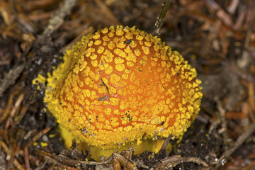 Poisonous fly agaric mushroom in Wilmot, New Hampshire.