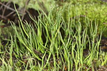 Cladonia lichens on the floor of a New Hampshire forest.
