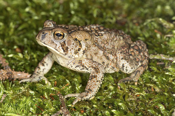 Fowler's toad standing in a New Hampshire woods.