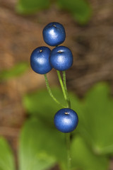 Blue berries of clintonia lily in a New Hampshire forest.