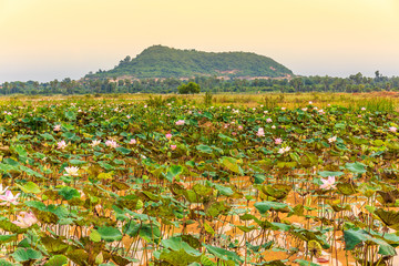 Obraz premium Pond with Fresh Lotus Flowers and Green Leaves Overlook a Mountain.