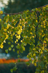 ранняя осень