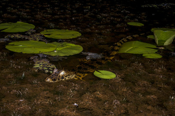 Jacaré-de-papo-amarelo (Caiman latirostris) | Broad-snouted caiman photographed in Linhares, Espírito Santo - Southeast of Brazil. Atlantic Forest Biome.
