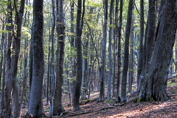 Old-growth beech forest