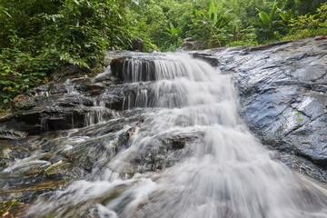 Obraz premium river source in the forest