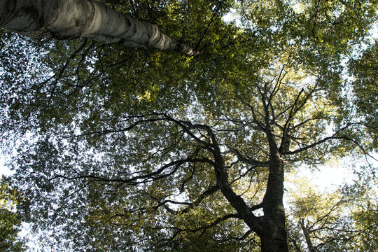Low angle view of a tall Oriental beech