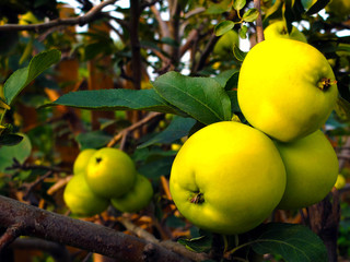 green apples on Apple