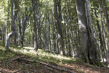 Old-growth beech forest