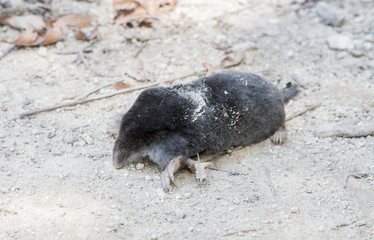 dead mole