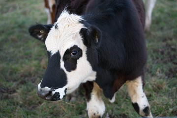Cow