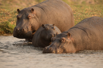 Hippopotomus family in Chobe National Park