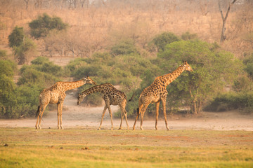 three Giraffe at Chobe National Park
