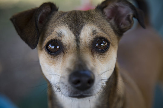 Head Shot Dog with Big Soulful Eyes Against Out of Focus Background
