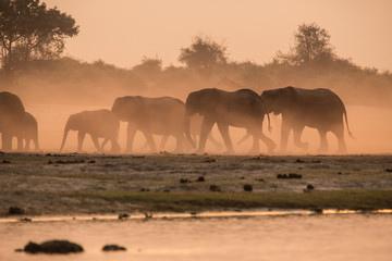 Fototapeta na wymiar Elephants dust bathing at sunset, Chobe River, Chobe National Park