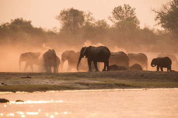 Elephants dust bathing at sunset, Chobe River, Chobe National Park