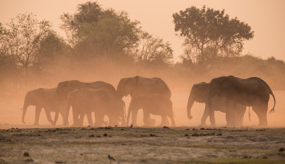 Fototapeta na wymiar Elephants dust bathing at sunset, Chobe River, Chobe National Park