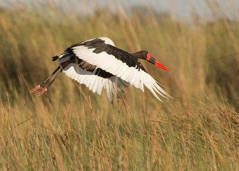 Saddle-billed Stork, Okavango Delta