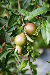 Punica granatum fruit in nature garden