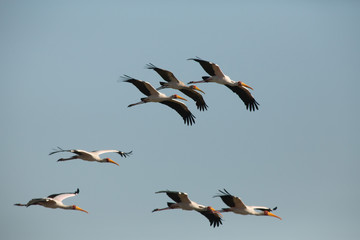 Yellow-billed Stork, Okavango Delta
