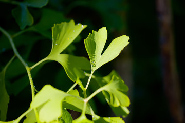 Morning dew and rainbow on the young leaves of ginkgo biloba. Blurred natural background.