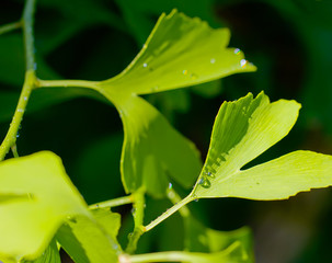 Morning dew and rainbow on the young leaves of ginkgo biloba. Blurred natural background.