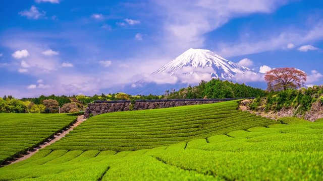 Mt. Fuji and Rice Terraces