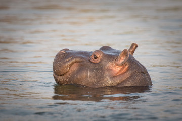 baby Hippopotomus in the Zambezi River Victoria Falls