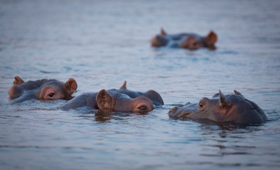Hippopotomus in the Zambezi River Victoria Falls