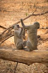 Vervet Monkeys fighting